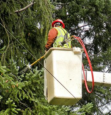 Tree trimming